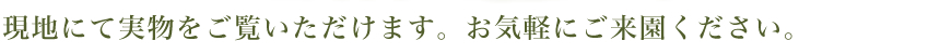 現地にて実物をご覧いただけます。お気軽にご来園ください。